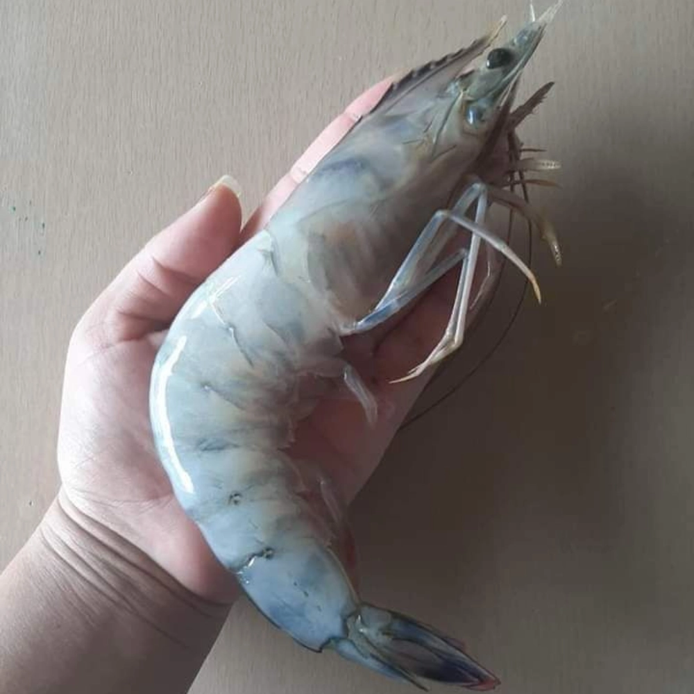 LANGOSTINOS JUMBO